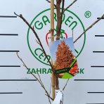 Ambrovník styraxový (Liquidambar styraciflua)  - výška 200-220 cm, kont. C10L